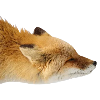 Стикер FoxxoPack - 4