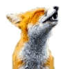 FoxxoPack - 