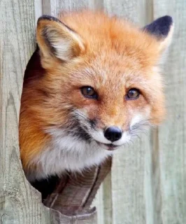 Стикер FoxxoPack - 6