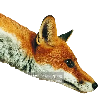 Стикер FoxxoPack - 7