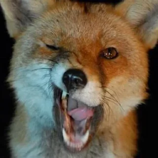 Стикер FoxxoPack - 8