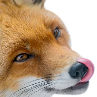 Стикер FoxxoPack - 9