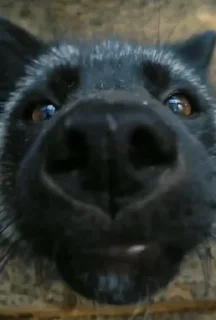 Стикер FoxxoPack - 5