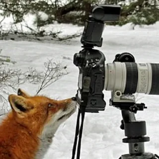 Стикер FoxxoPack - 1