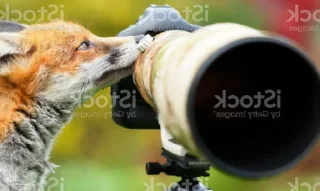 Стикер FoxxoPack - 3