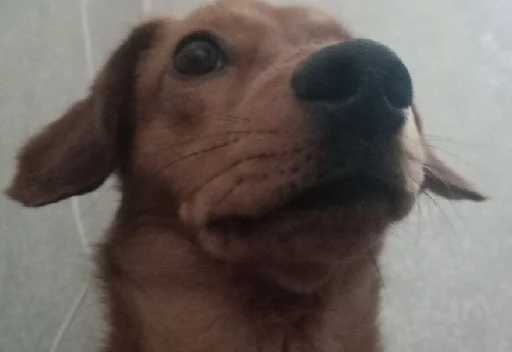 Стикер Maks Movvi - 2