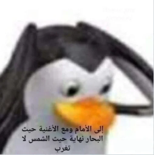 aquatic bird puffin bird