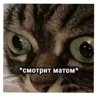 Sticker Котюні - 3