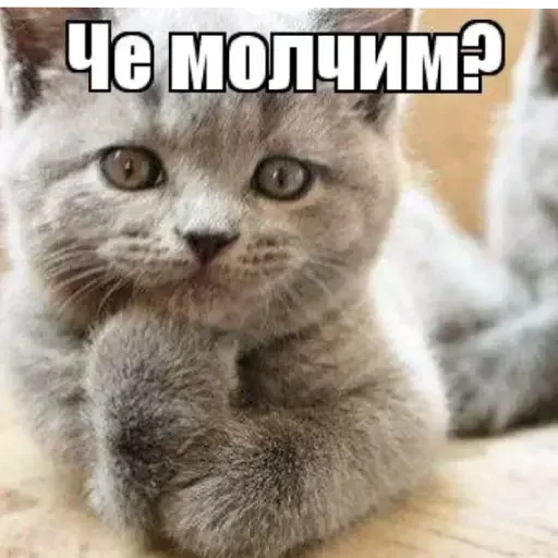 животное млекопитающее кошка