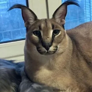 Sticker Sticker Pride @freedom_pride - 7