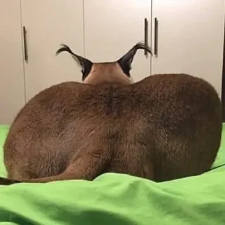 Sticker Sticker Pride @freedom_pride - 0