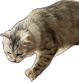 Sticker Кешка - 11