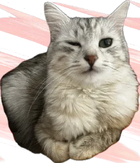 Sticker Кешка - 10