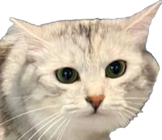 Sticker Кешка - 6