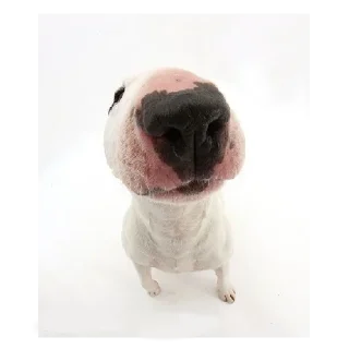 Стикер Friendly dogs - 2