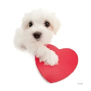 Стикер Friendly dogs - 4