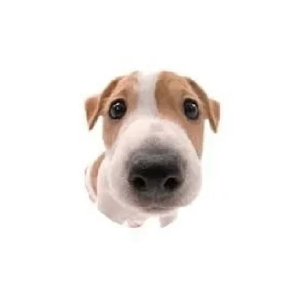 Стикер Friendly dogs - 3