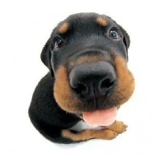 Стикер Friendly dogs - 6