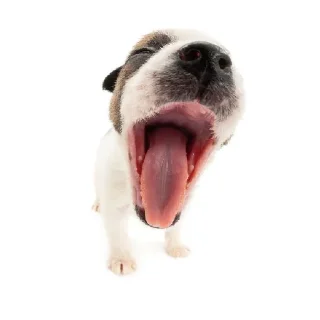 Стикер Friendly dogs - 7