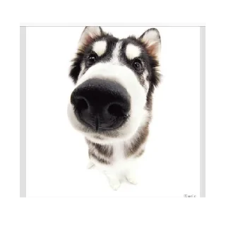 Стикер Friendly dogs - 0