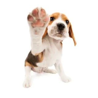 Стикер Friendly dogs - 9