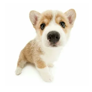 Стикер Friendly dogs - 8