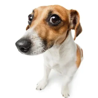 Стикер Friendly dogs - 11