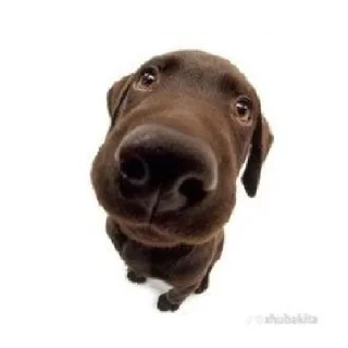 Стикер Friendly dogs - 5