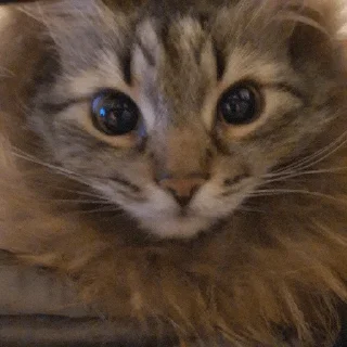 Sticker EbiciePirogi - 9