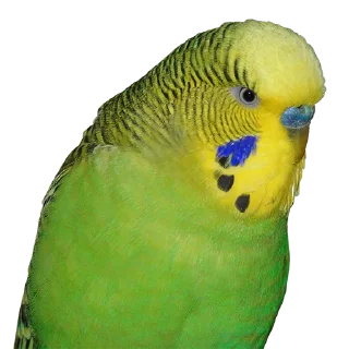 Sticker linkinvensbeta1 - 9