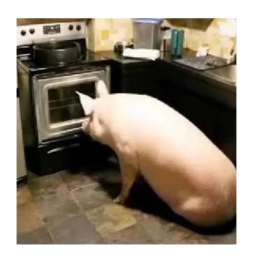 home appliance animal indoor