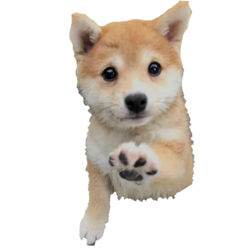 животное млекопитающее домашнее животное