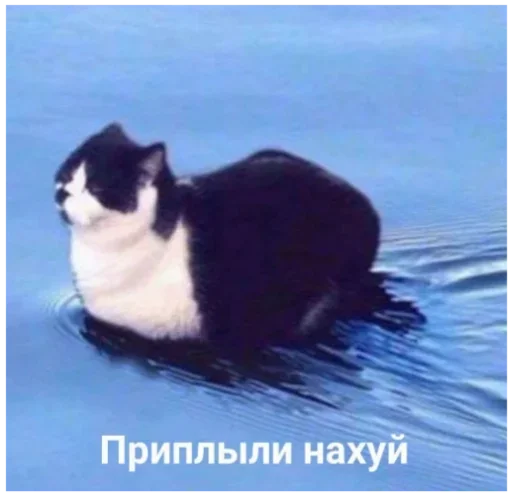 млекопитающее животное кошки малого и среднего размера