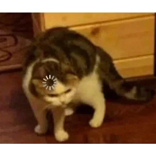 mammal animal domestic cat