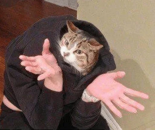 person indoor animal