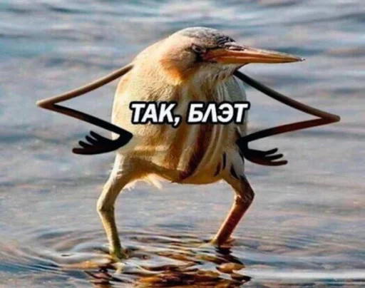 animal bird aquatic bird