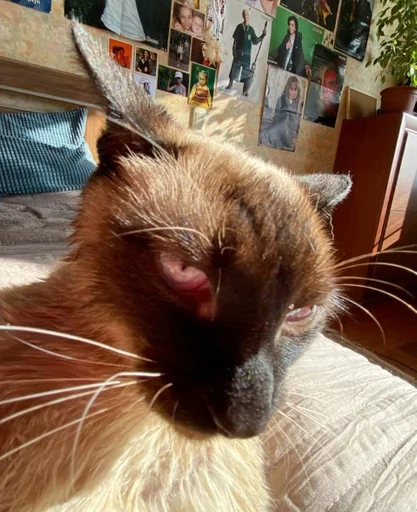 animal mammal domestic cat