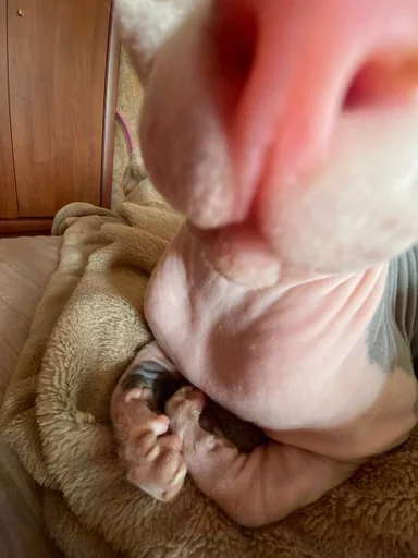 indoor mammal person