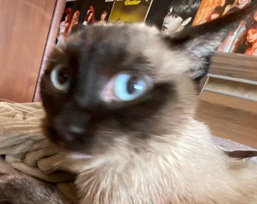 животное кошка млекопитающее