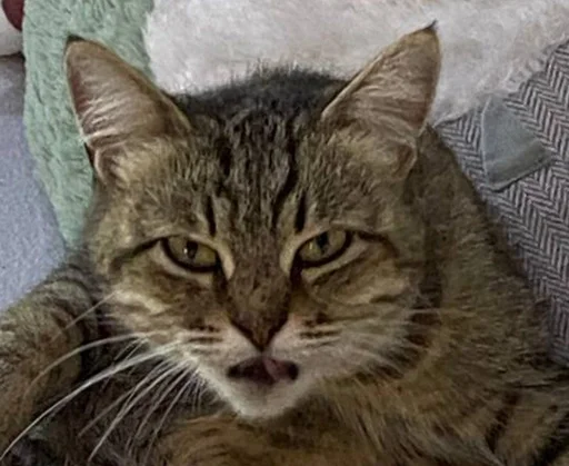 животное кошка млекопитающее