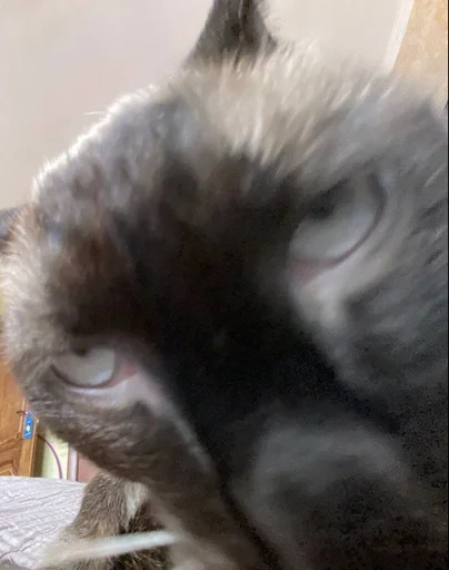 животное кошка кошки малого и среднего размера