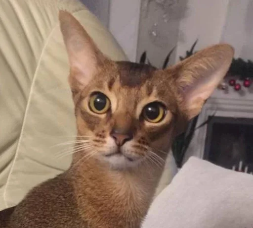 животное кошка млекопитающее