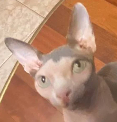 млекопитающее животное домашнее животное