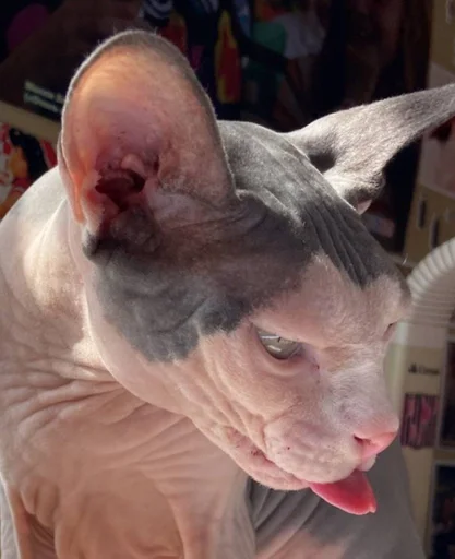 Человек комнатный кошка