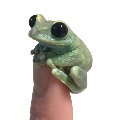 frog animal amphibian