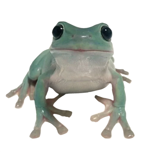 animal frog amphibian
