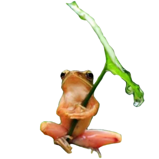 frog animal amphibian