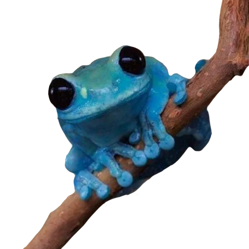 frog animal amphibian