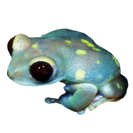 animal frog amphibian