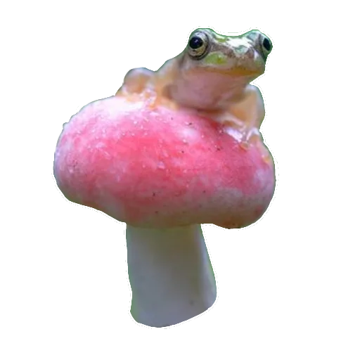 mushroom fungus pink